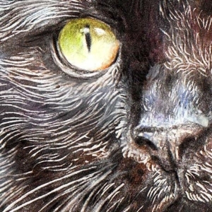 Sehr detaillierte Handzeichnung einer schwarzer Katze. Ausschnitt aus einem Bild