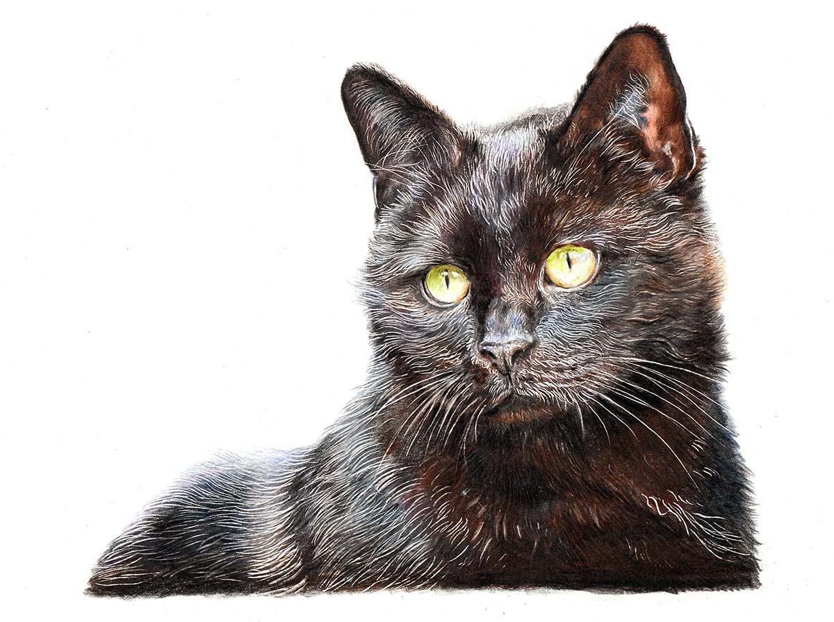 Schwarze Katze - eine sehr detaillierte Zeichnung von einer Fotografie